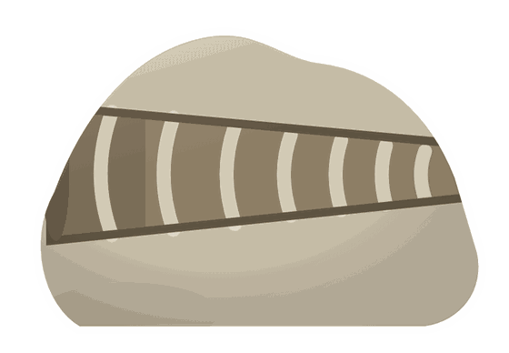 cephalopod