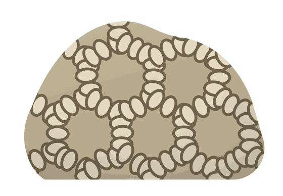 chain coral