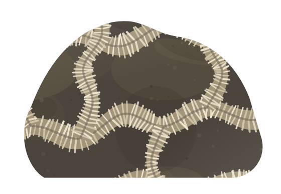 cladopora, illustrated