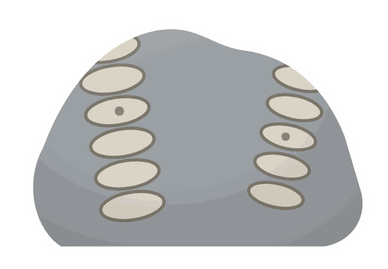 crinoid