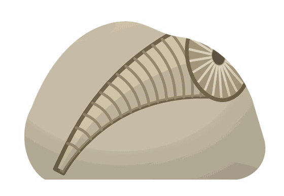 horn coral