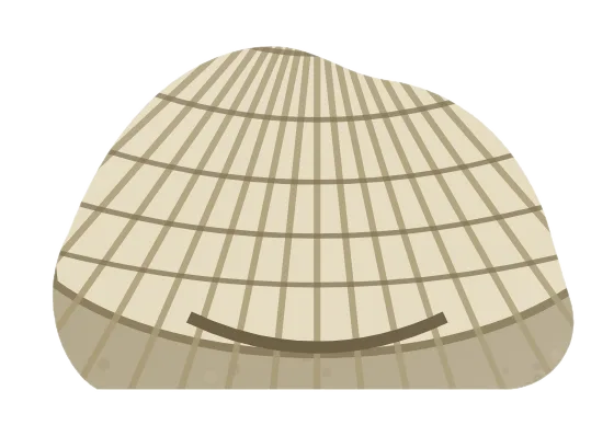 brachiopod, drawn
