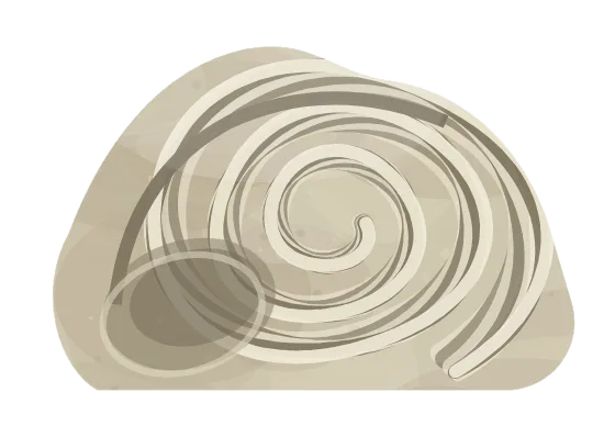 gastropod, drawn