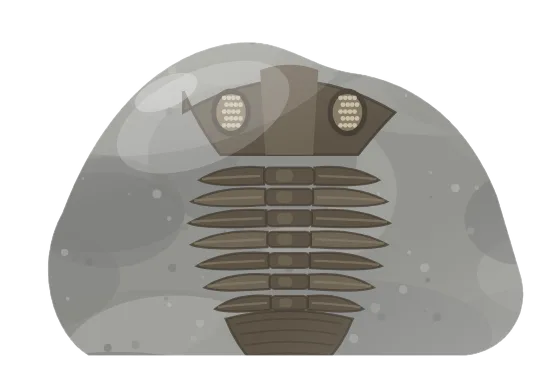 trilobite, drawn