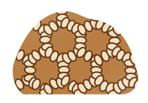 chain coral