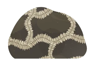 cladopora