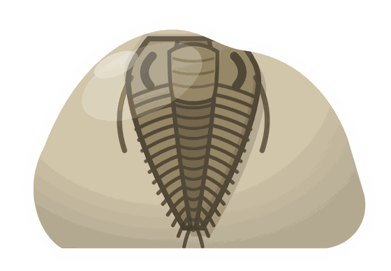 trilobite