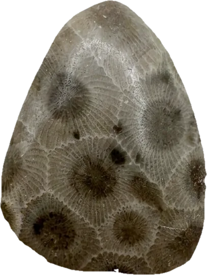 petoskey stone, photographed