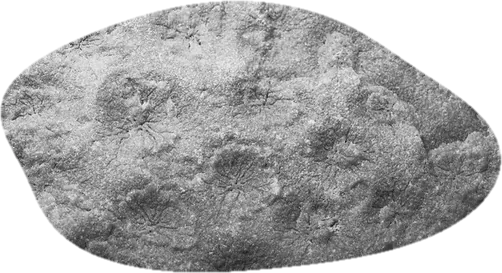stromatoporoid, photographed