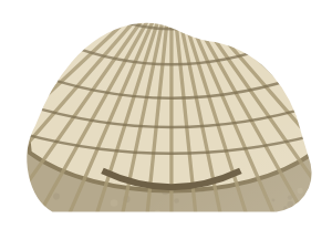 Brachiopod