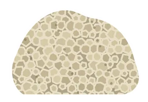 Favosites