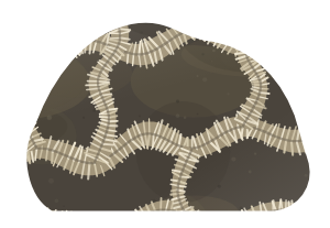 Cladopora