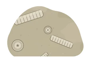 Crinoid