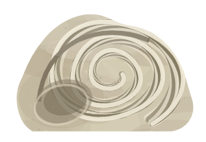 Gastropod