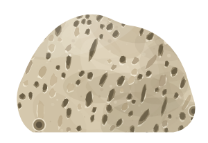 Syringopora